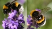 Bumblebee: снимки, интересни факти, описание, местообитание, храна, врагове, какво изглежда, видове, размери...